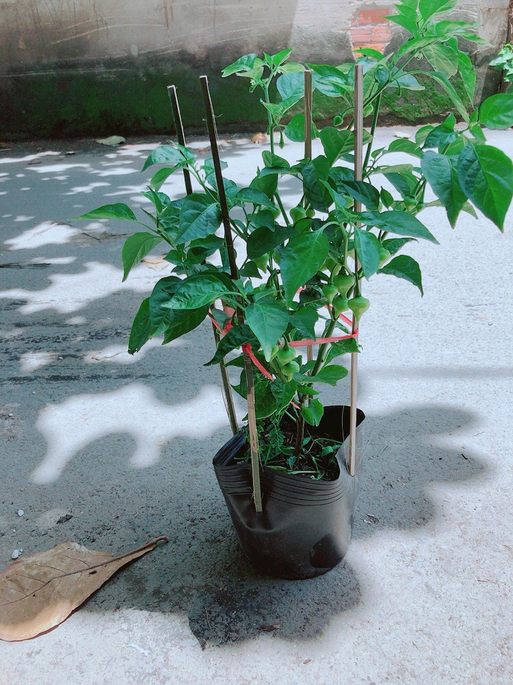 [HCM]Bụi Ớt Trái Tim