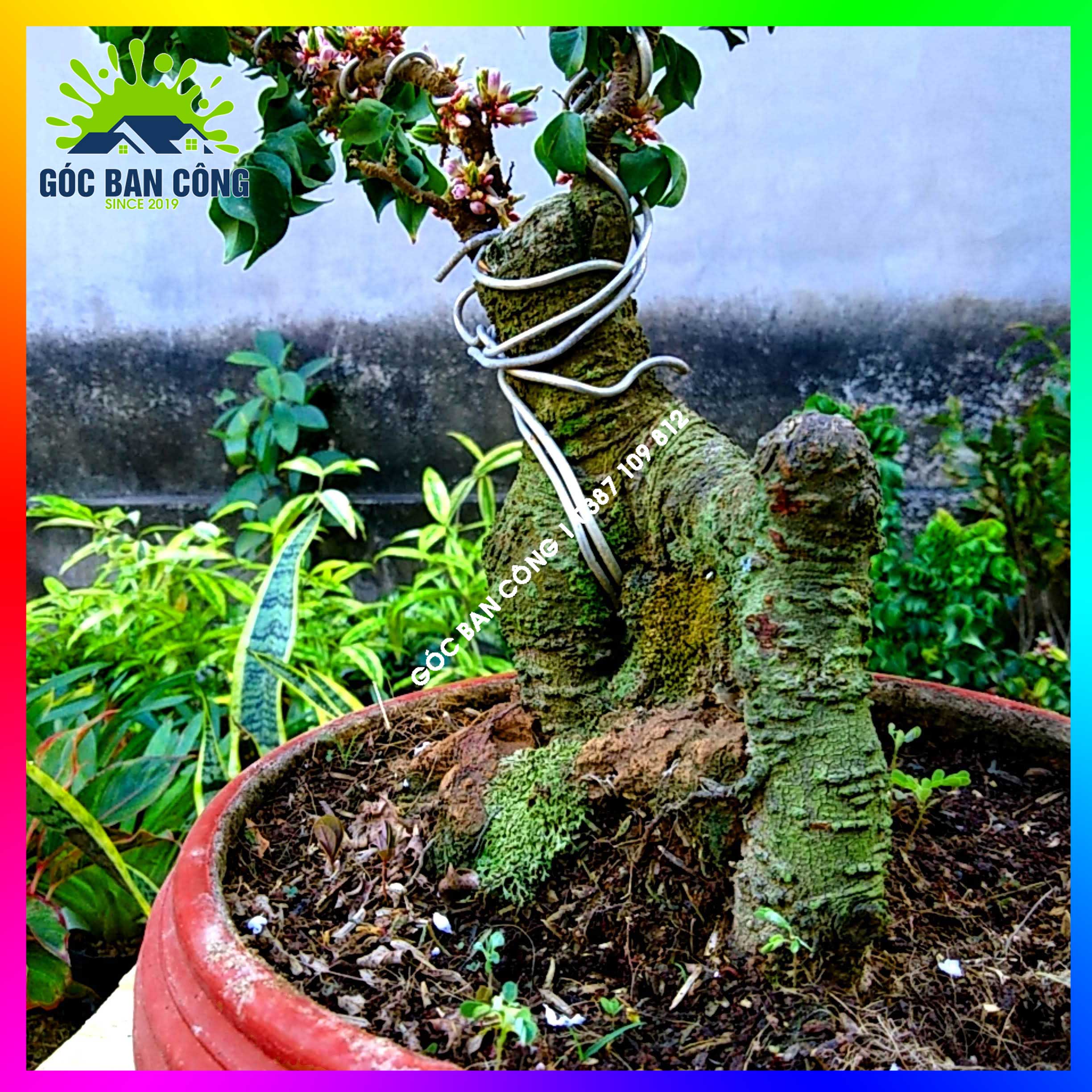 Cây Khế Bonsai Mini Gốc Quái - KBS04