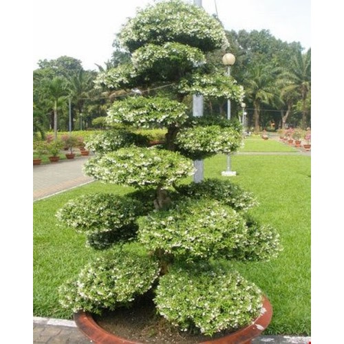 CHẬU CÂY MAI CHIẾU THỦY (MAI TRẤN THỦY, MAI TRÚC THỦY ) VƯỢNG PHONG THỦY