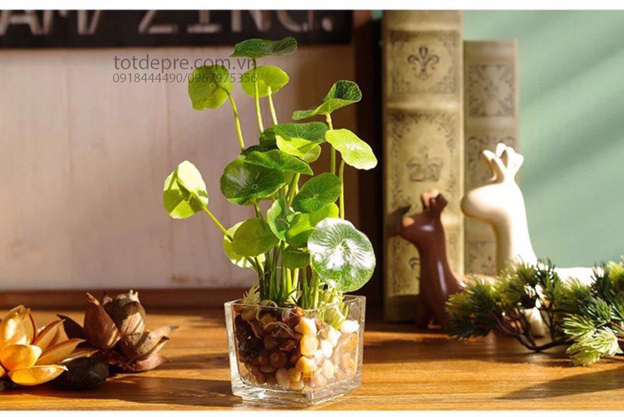 Cây rau má nhật - Cây Nhựa Cao Cấp