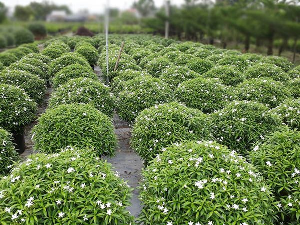 COMBO 3 BẦU CÂY GIỐNG MAI VẠN PHÚC( CÂY MAI TIỂU THƯ)
