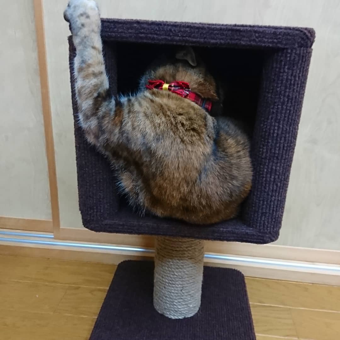 [HCM]Tháp mèo Mini CattyMan - 84195