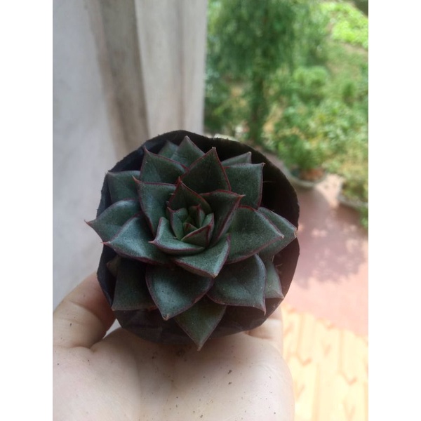 sen đá hoa hồng đen viền đỏ