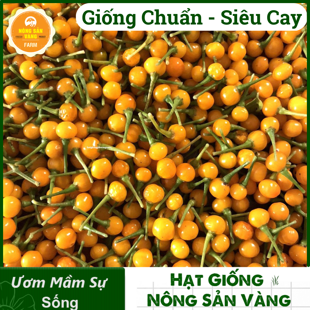 Tổng Hợp Các Hạt giống Ăn Quả, Củ, Nảy Mầm Cao, Sinh Trưởng, Phát Triển Khỏe - Nông Sản Vàng