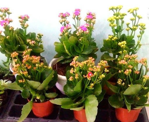 Chậu hoa sống đời cánh kép đủ màu