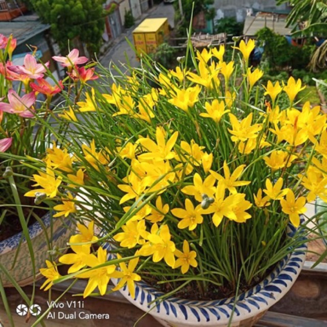 Set 8 Củ hoa huệ mưa vàng củ mẹ  .