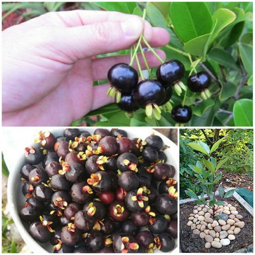 Cây CHERRY BRAXIN Cây nhỡ, siêu sai quả,