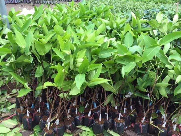 CÂY GIỐNG ROI ĐỎ THÁI LAN SIÊU NGON