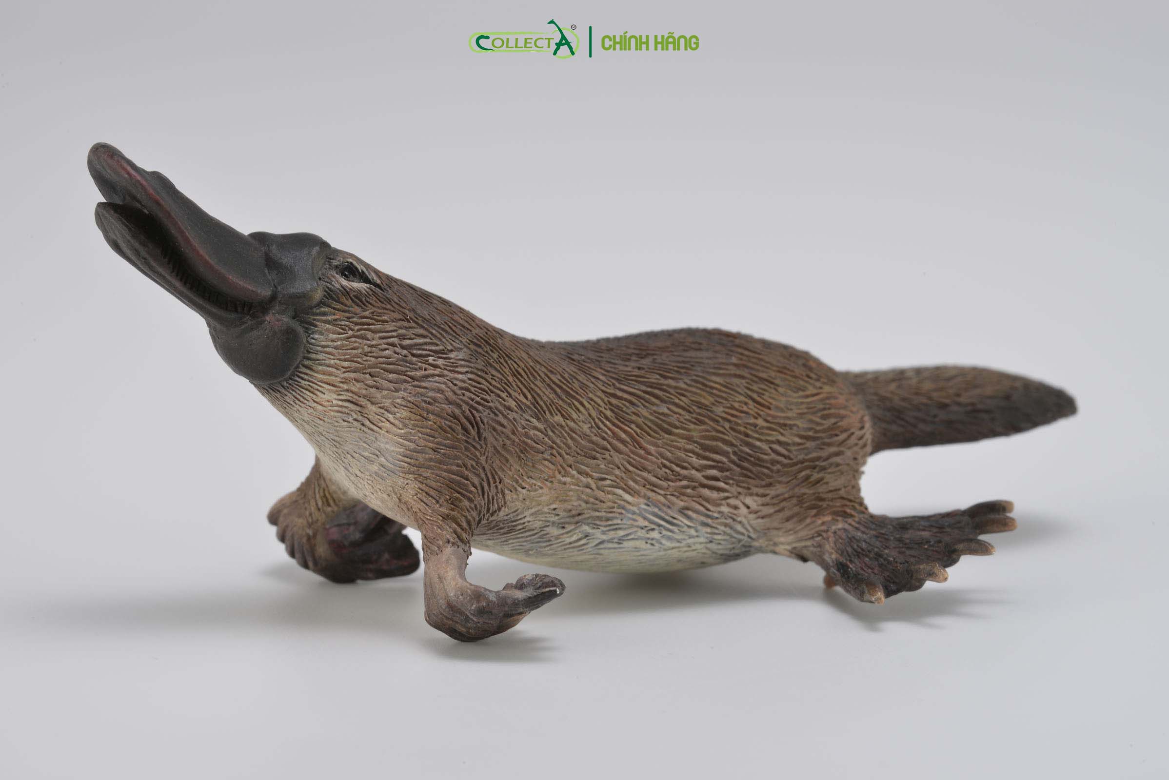 Đồ chơi mô hình động vật CollectA Thú Mỏ Vịt - Platypus