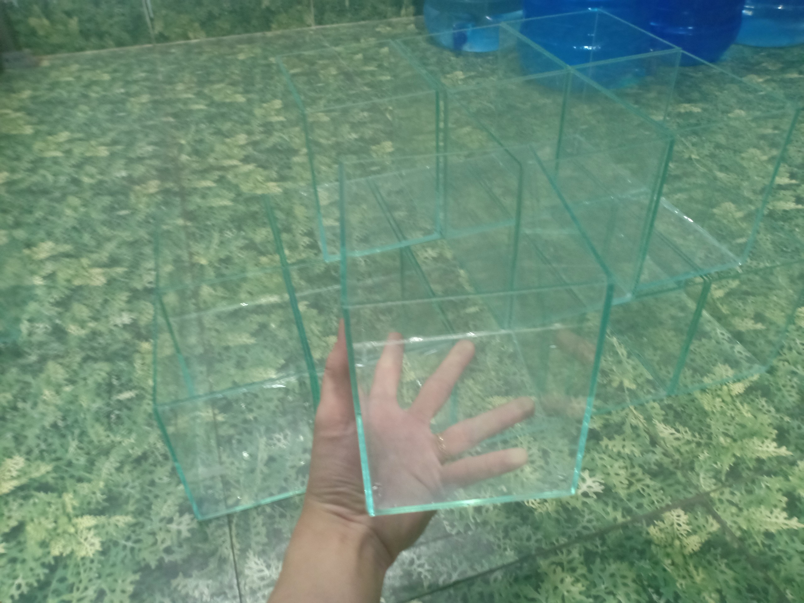 Hồ thủy tinh nuôi cá Betta