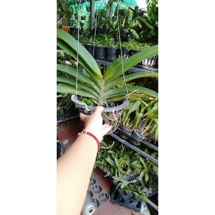 Sản Phẩm hoa phong lan đai châu bò sữa ( cây cao 50cm)