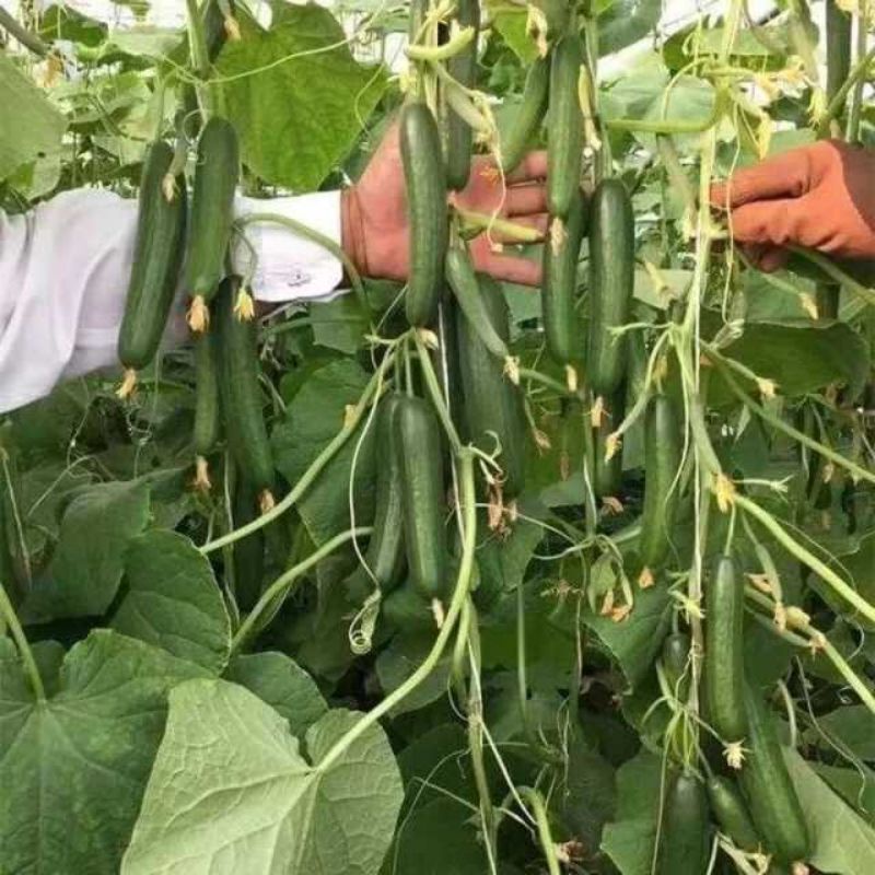 Hạt Giống Dưa Leo Nhật F1 JL41