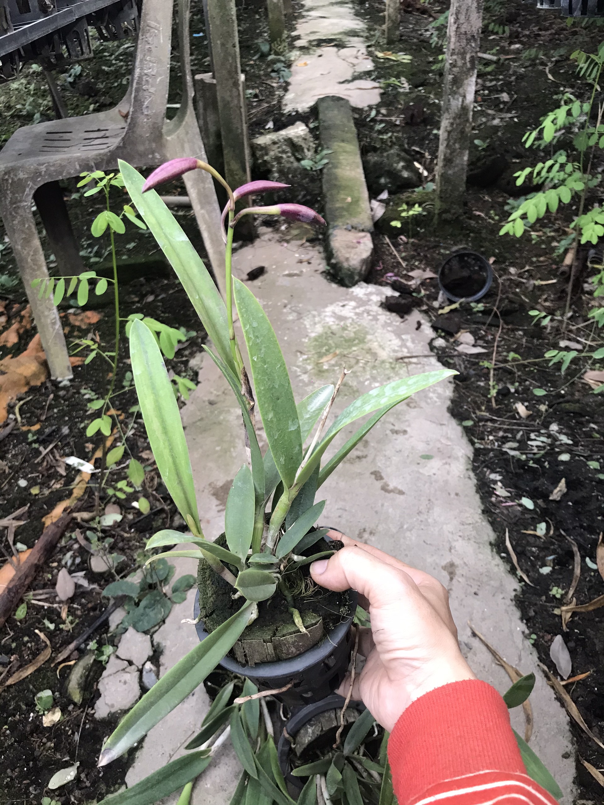 Hoa lan brass đổi màu cây trưởng thành