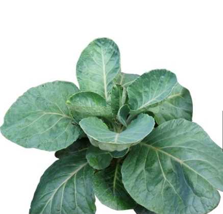 Hạt giống cải rổ tặng kích mầm