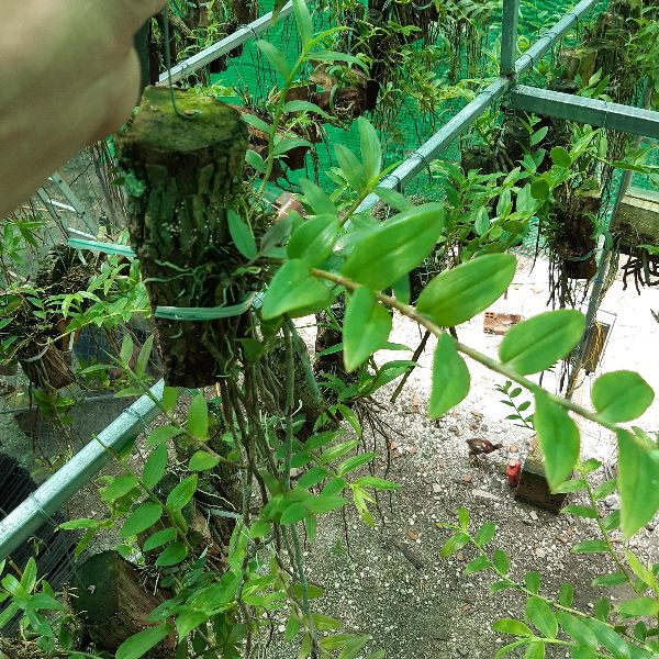Phong lan Hạc vỹ