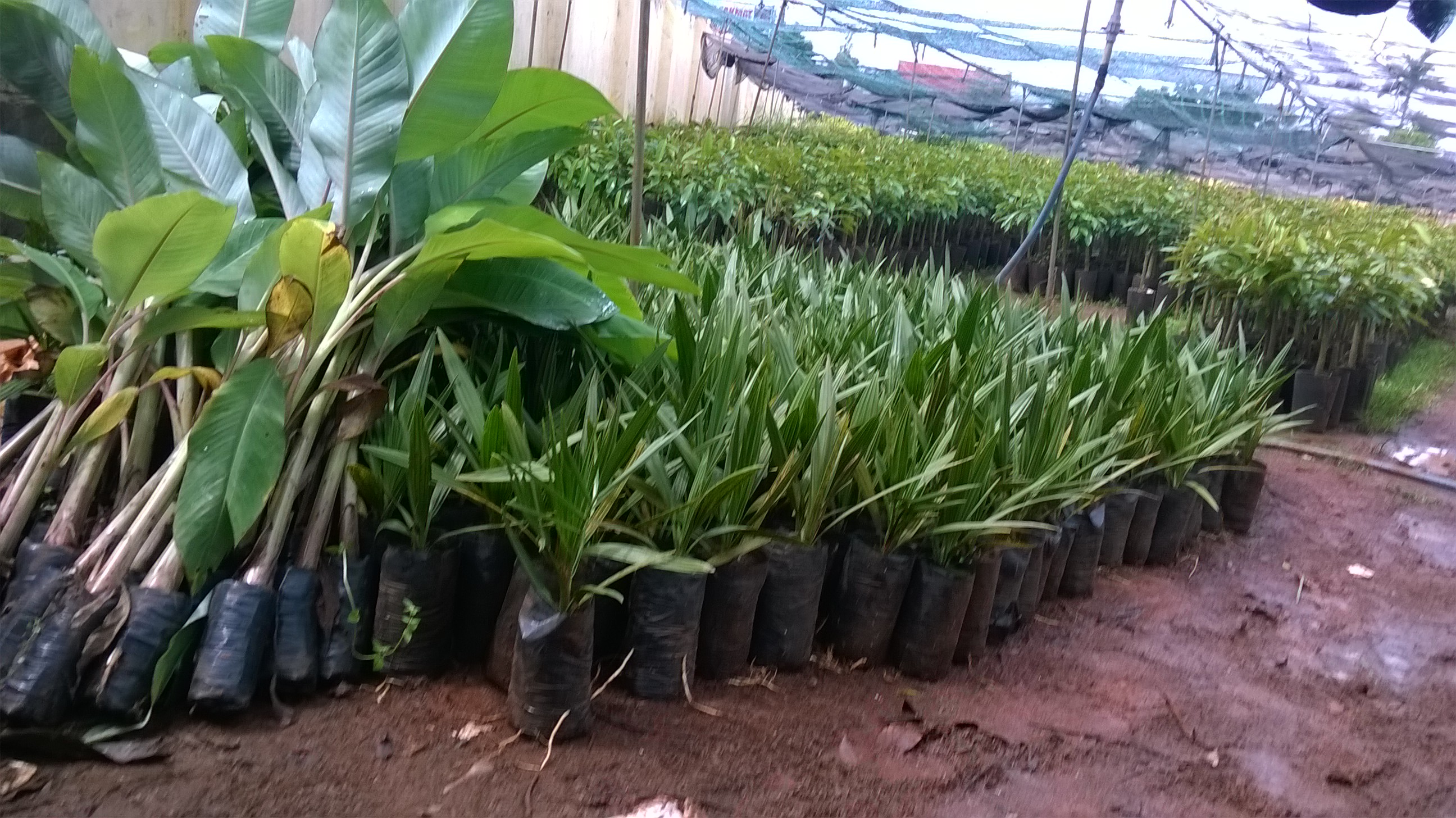 CÂY GIỐNG CHÀ LÀ LÙN SIÊU QUẢ. [ GIỐNG CHÀ LÀ Trυng ĐÔNG BẦU TO, 2 NĂM TUỔI ].