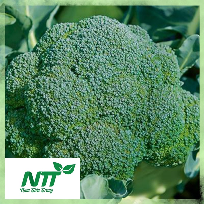 Hạt giống Súp Lơ Trắng - Súp Lơ Xanh TN