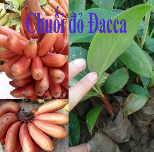 2 cây chuối đỏ dacca