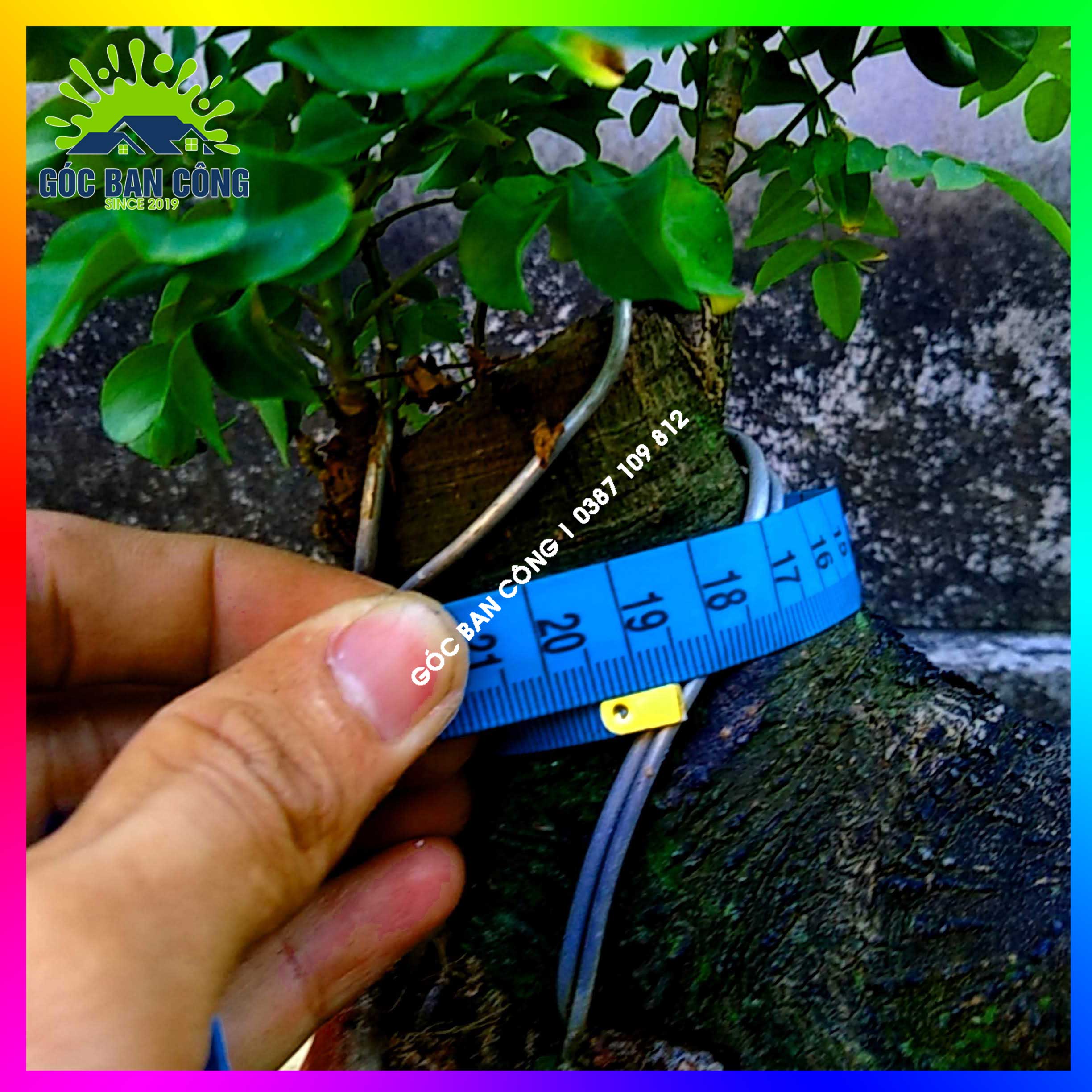 Cây Khế Bonsai Mini Gốc Quái - KBS20