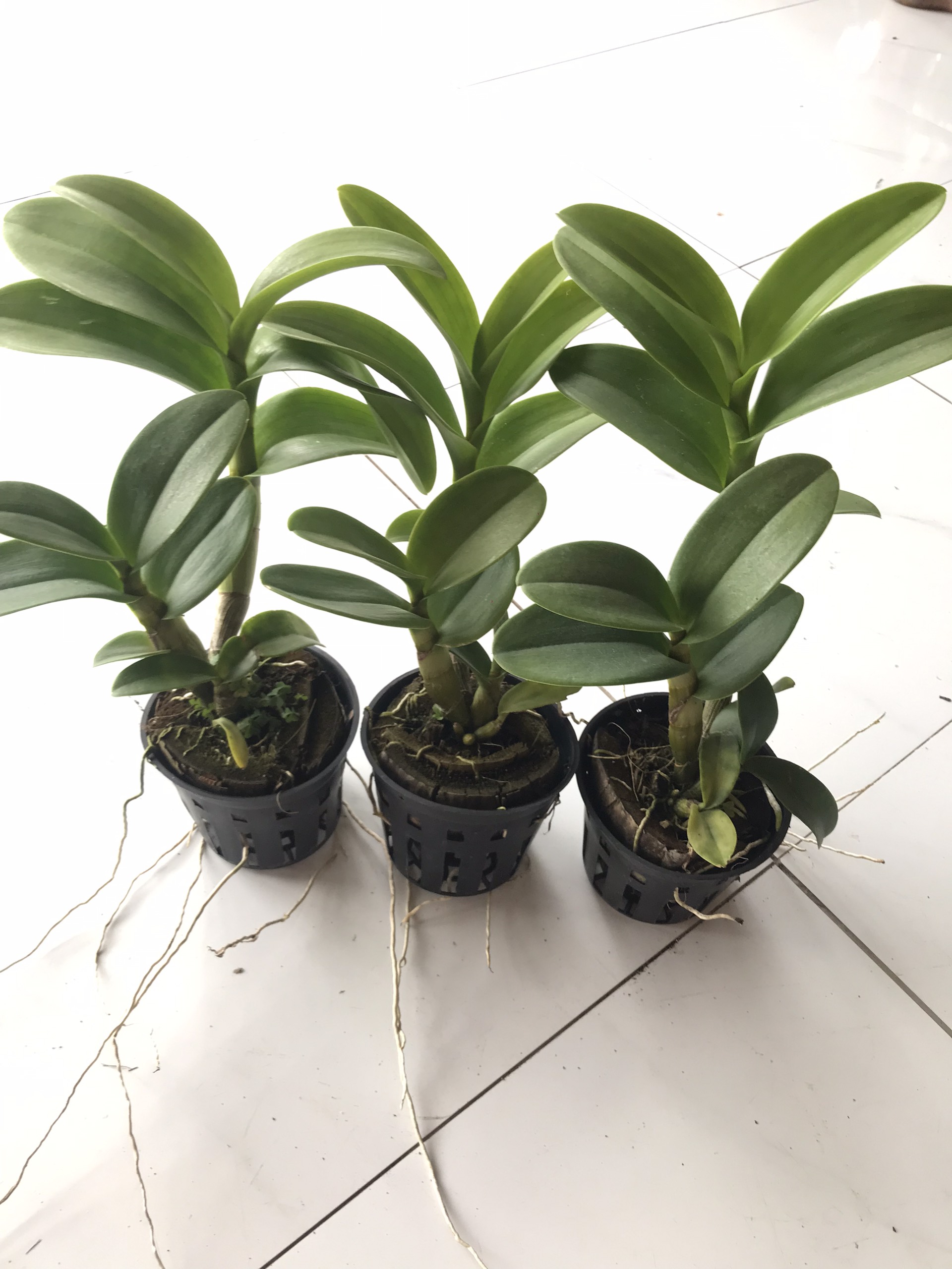 hoa lan nắng bò vàng