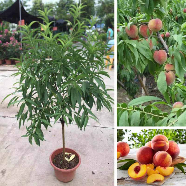 Cây đào tiên nhật bản, giống cây đào tiên quả to