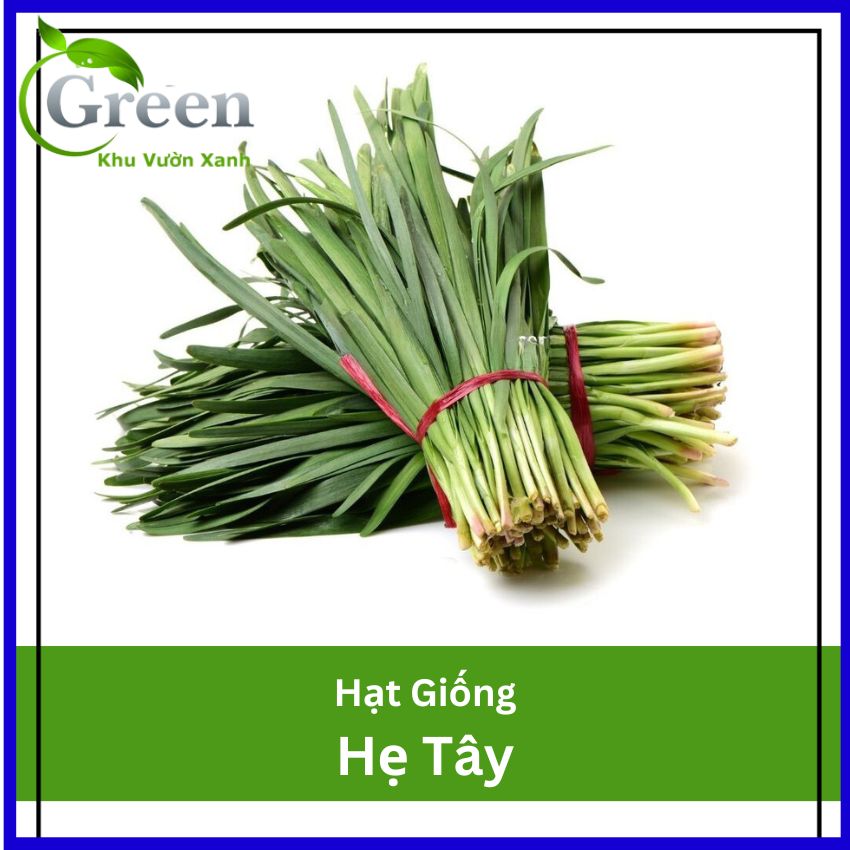 Hạt Giống Hẹ Tây Dễ Trồng Quanh Năm, Sinh Trưởng Khỏe (Gói 1 gam ~ 200 hạt)