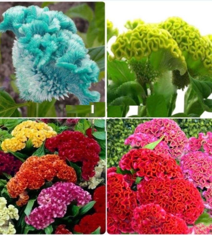 Hạt giống hoa mào gà búa mix - 100 hạt.gói