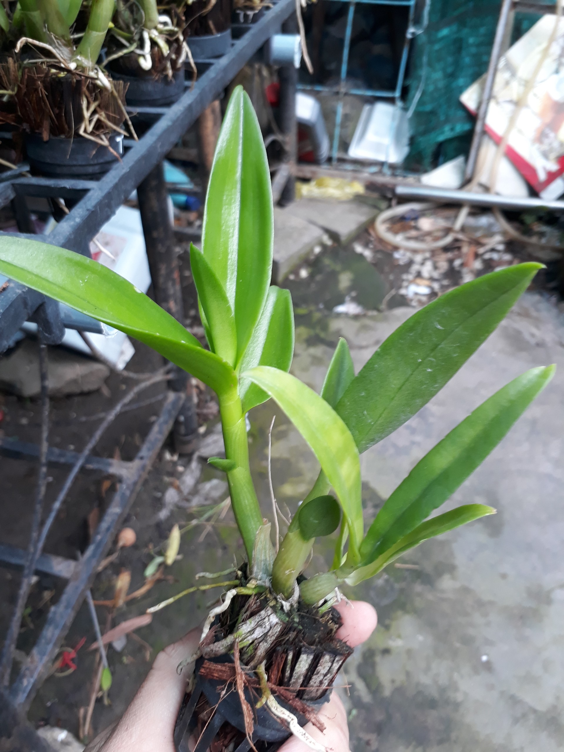 denro nắng tai thỏ giống
