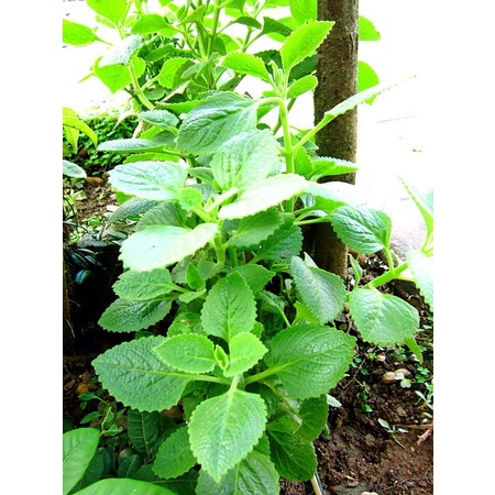 Hạt giống rau Húng Chanh TN