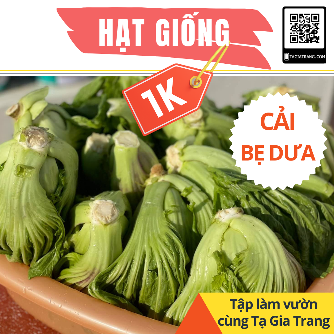 - 100 hạt giống cải bẹ Đông Dư, cải bẹ muối dưa