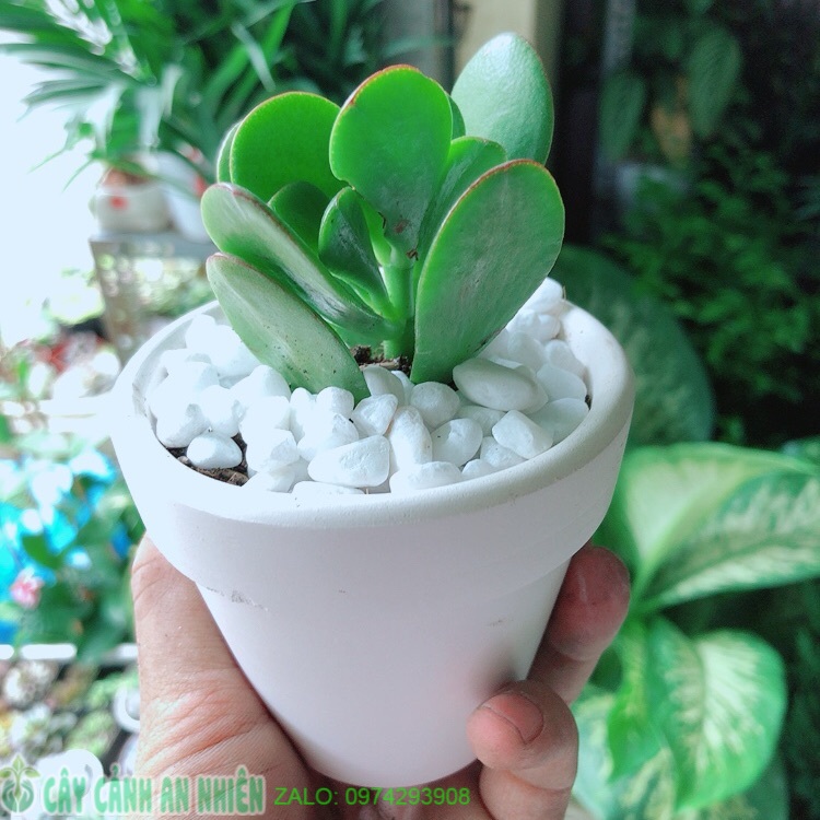 Chậu cây sen ngọc bích mini