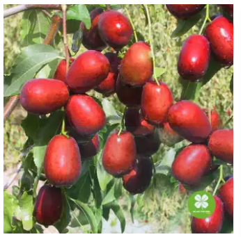 Táo đỏ sấy khô (1kg) - LV110