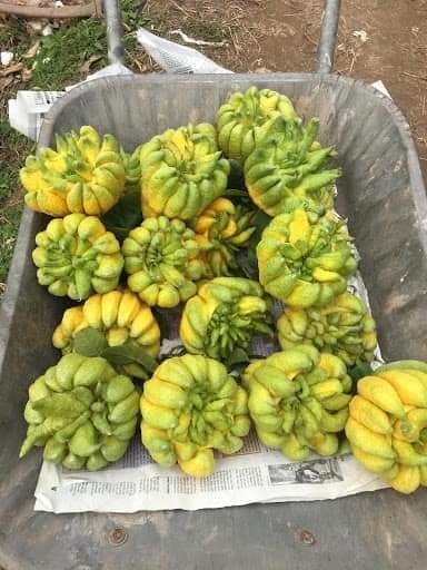Cây giống Phật Thủ
