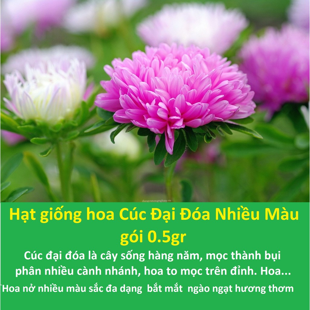 Chrysanthemum seeds great đóa mix-pack 0.5gr