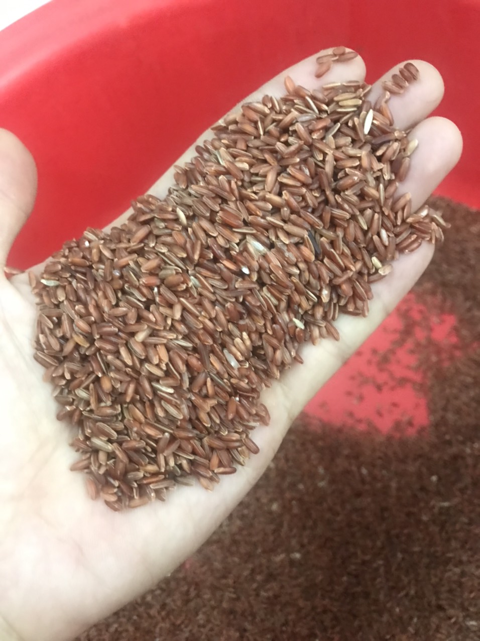 1kg gạo lứt cho gà