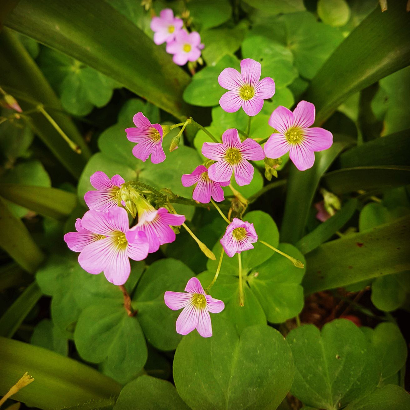 Cỏ ba lá hoa màu hồng tím( hoa nở chủ yếu vào mùa xuân. nhiều mầm nụ,khi nở hoa rực rỡ như tấm thảm màu hồng)