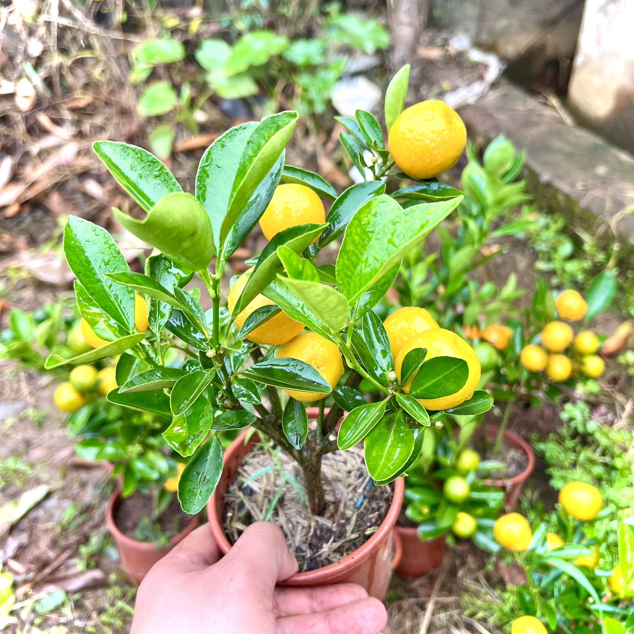 Quất siêu mini cao 20cm