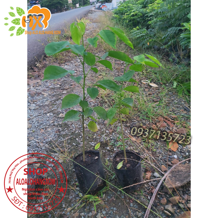 Cây giáng hương cây giống -combo 5 cây
