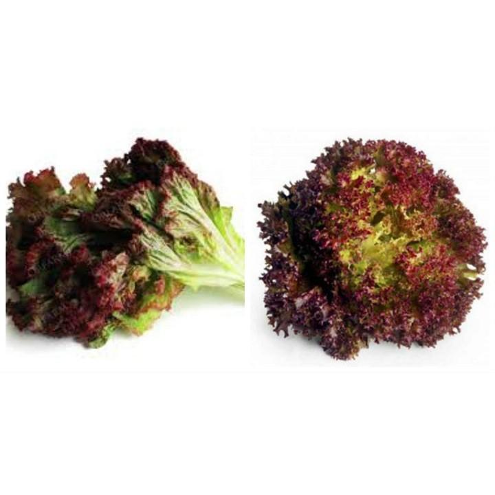 Gói 2g hạt giống xà lách tím Lollo Rossa Xuất xứ: Việt Nam Khối lượng tịnh: 2g Thời vụ trồng: quanh năm. Độ sạch (P): ≥ 99% Tỷ lệ nảy mầm (G): ≥ 85% Độ ẩm (H): ≤ 10% Thu hoạch từ 30 đến 35 ngày sau khi gieo hạt