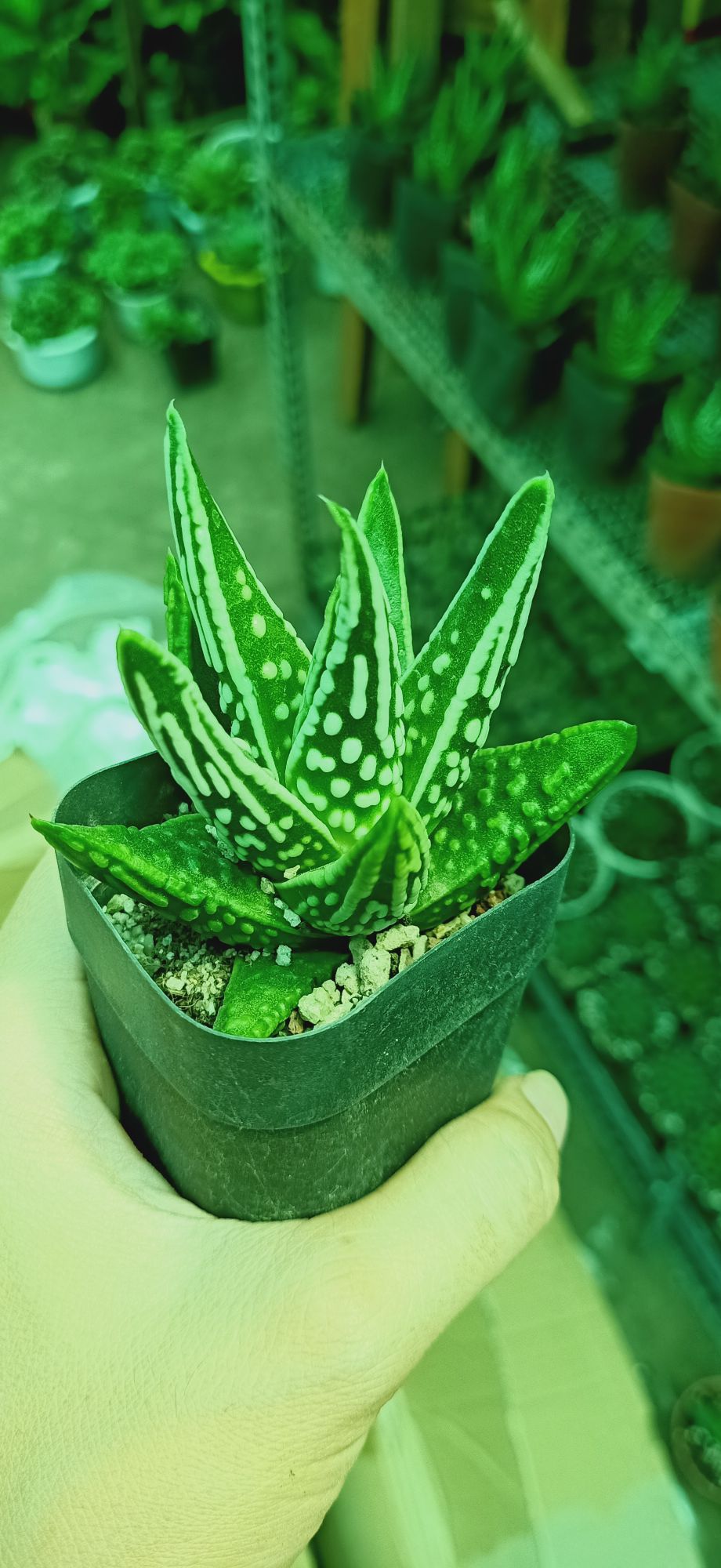 sen đá nha đam đốm trắng