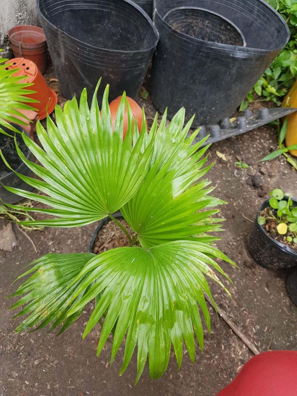 combo cau tiểu trâm và cọ kiểng