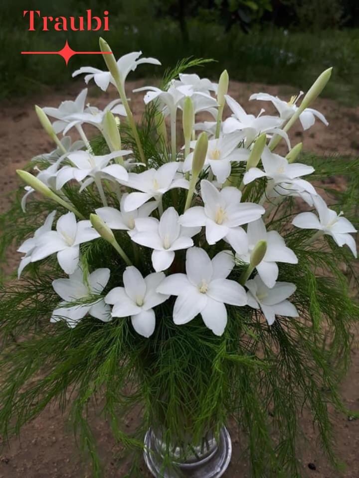 Huệ mưa ngoại Traubi trắng, hoa có mùi thơm dịu, lá kim, size củ nhỏ đã cho hoa và mắn đẻ, hình củ size hoa ảnh cuối. giá niêm yết là giá 1 củ.