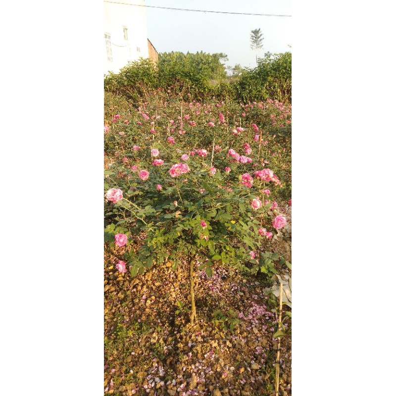 Hoa Hồng Cổ Sapa - cây tree thân gỗ ( cây nguyên bản)