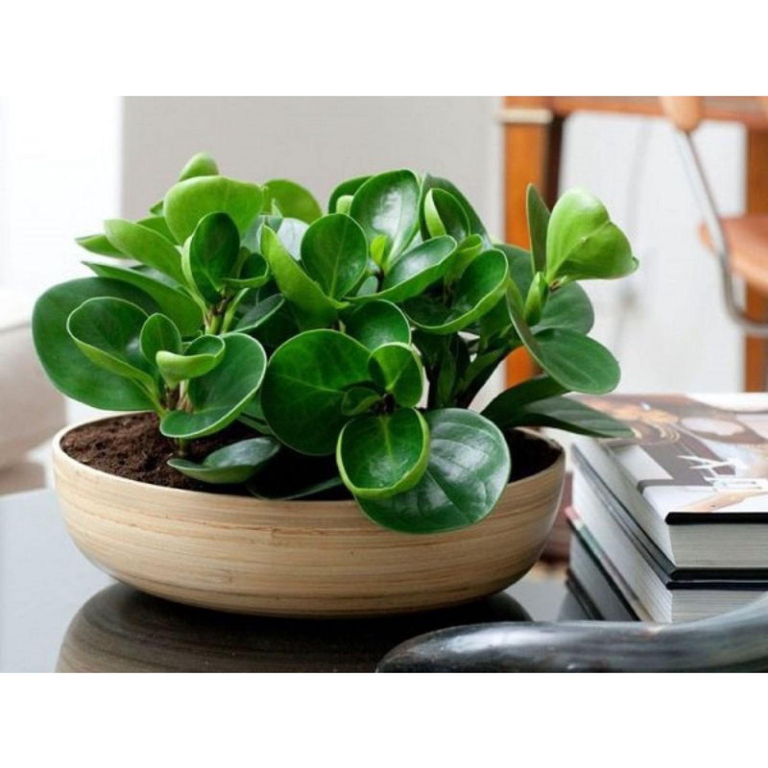 chậu cây trường sinh -  cây để bàn ( cây chưa bao gồm chậu)