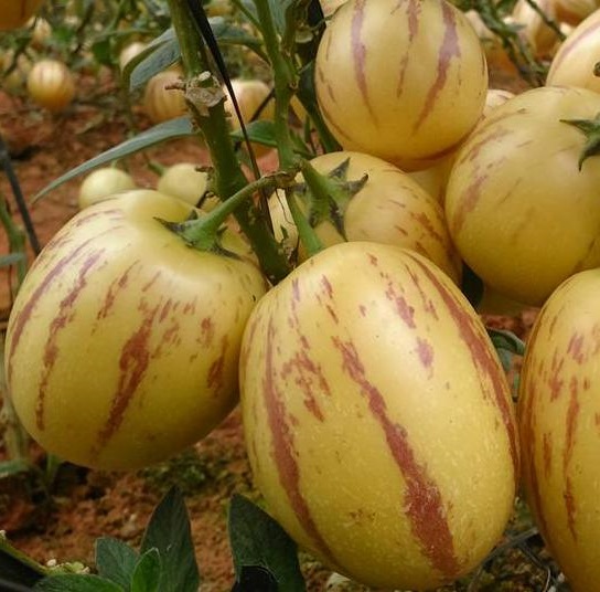 Hạt giống Dưa hấu Pepino Nam Phi F1 PSV151 | Phởms Market