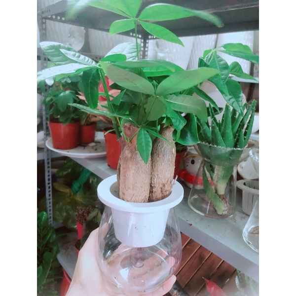 Chậu Kim Ngân 3 Thân Thuỷ Sinh