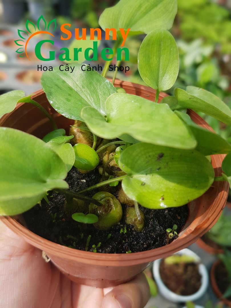 Chậu Cây Thỏi Vàng, Cao 10cm - Cây Phong Thuỷ