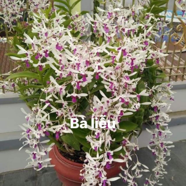 Cây giống lan denro nắng bà liễu xưa, hoa cực thơm