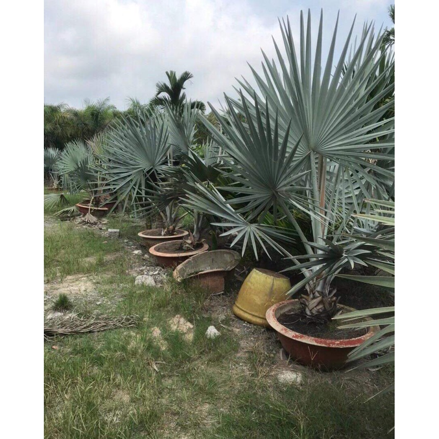 Cây giống kè bạc