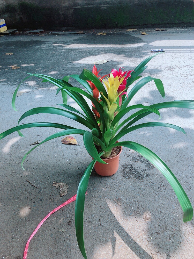 Cây Dứa Nến